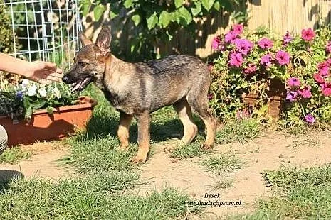 Irysek - piękny szczeniak szuka domu,  mazowieckie