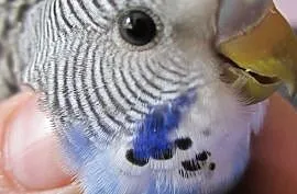 Młode papużki faliste, Lidzbark Warmiński