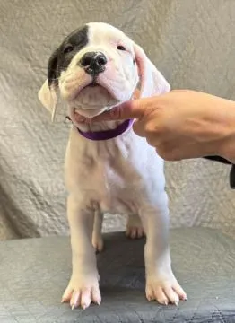 Szczeniaki Dog Argentyński ZKwP (FCI) krycie zagraniczne Słowacja, , Gończyce