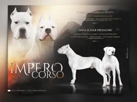 Szczeniaki Dog Argentyński ZKwP (FCI) krycie zagraniczne Słowacja