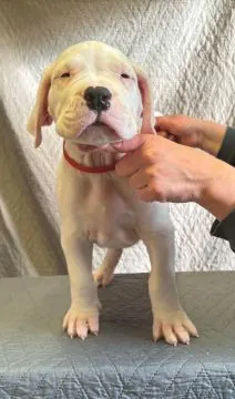 Szczeniaki Dog Argentyński ZKwP (FCI) krycie zagraniczne Słowacja, , Gończyce