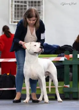 Szczeniaki Dog Argentyński ZKwP (FCI) krycie zagraniczne Słowacja, , Gończyce
