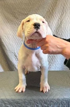 Szczeniaki Dog Argentyński ZKwP (FCI) krycie zagraniczne Słowacja, , Gończyce