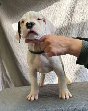Szczeniaki Dog Argentyński ZKwP (FCI) krycie zagraniczne Słowacja, , Gończyce