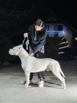 Szczeniaki Dog Argentyński ZKwP (FCI) krycie zagraniczne Słowacja, , Gończyce