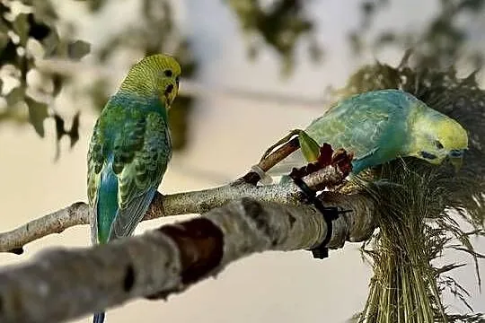 Papużki faliste - tęczowe, TCB, Mazowieckie, Czerwińsk nad Wisłą