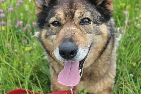 Florek - starszak do adopcji ,  opolskie Opole