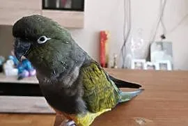 Sprzedam papugę konure patagonska, Kalisz