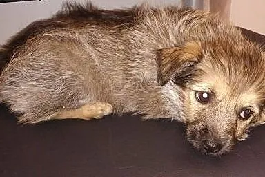 Ambrozja- śliczny szczeniak - do adopcji ,  mazowieckie Warszawa