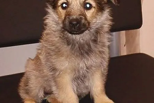 Ambrozja- śliczny szczeniak - do adopcji ,  mazowi