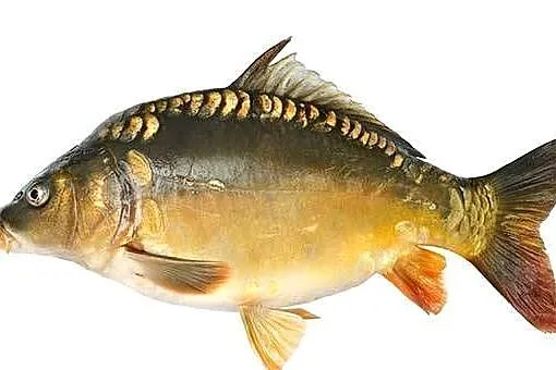 Karp handlowy