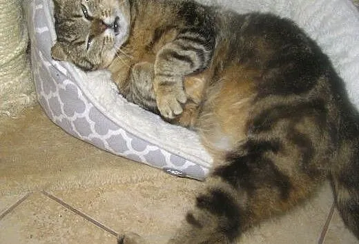 Whiskasowa Tosia szuka kochającego domu, dolnoślą