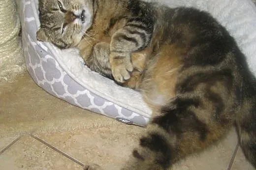 Whiskasowa Tosia szuka kochającego domu, dolnośląskie Wrocław