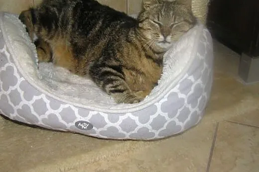 Whiskasowa Tosia szuka kochającego domu,  dolnoślą
