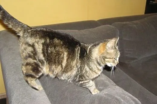 Whiskasowa Tosia szuka kochającego domu,  dolnoślą