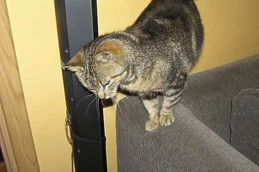 Whiskasowa Tosia szuka kochającego domu,  dolnoślą