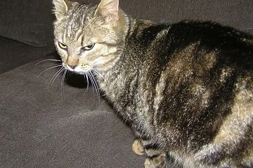 Whiskasowa Tosia szuka kochającego domu,  dolnoślą