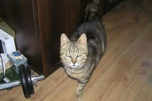 Whiskasowa Tosia szuka kochającego domu,  dolnoślą
