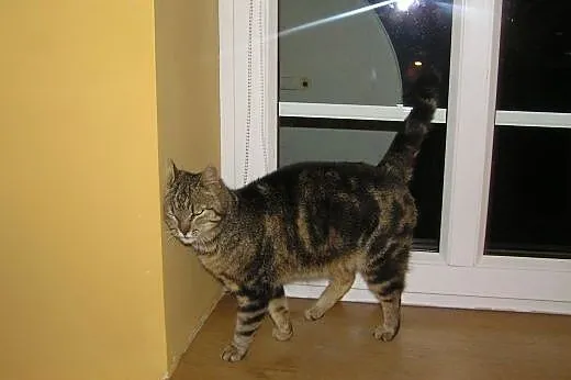 Whiskasowa Tosia szuka kochającego domu,  dolnoślą
