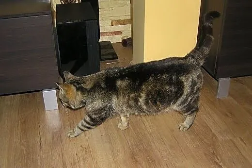 Whiskasowa Tosia szuka kochającego domu,  dolnoślą