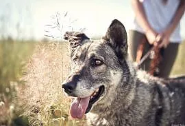 Walduś-uroczy, grzeczny i uczuciowy pies!, Częstochowa