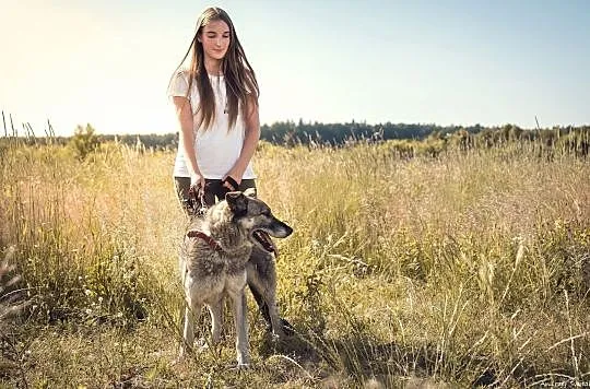 Walduś-uroczy, grzeczny i uczuciowy pies!, Częstochowa