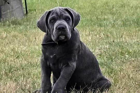 Cane Corso Italiano szczeniak