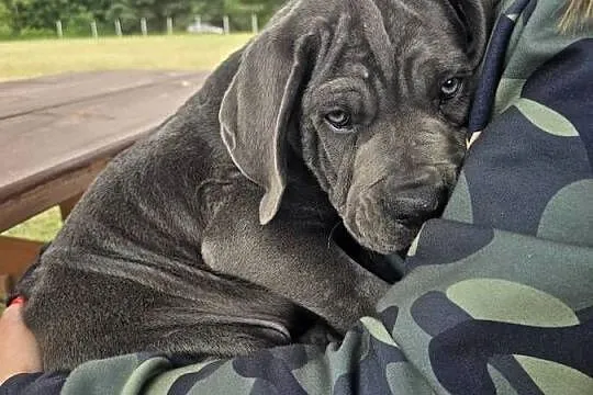 Cane Corso Italiano szczeniak, Opolskie, Byczyna