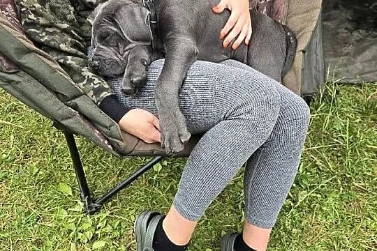 Cane Corso Italiano szczeniak, Opolskie, Byczyna