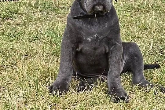 Cane Corso Italiano szczeniak, Opolskie, Byczyna