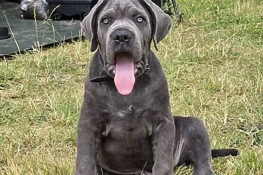 Cane Corso Italiano szczeniak, Opolskie, Byczyna