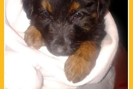 Szczeniak,piesek 6 tyg.,duży,odrobaczony,ks.zdrowia FIOŁEK.Adopcja,  małopolskie Kraków