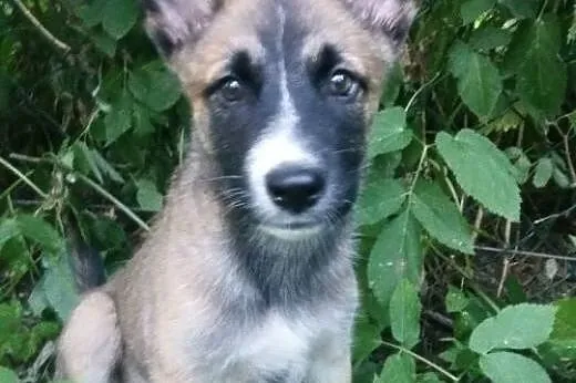 JOHNY- kochany szczeniak mix husky i owczarka do a