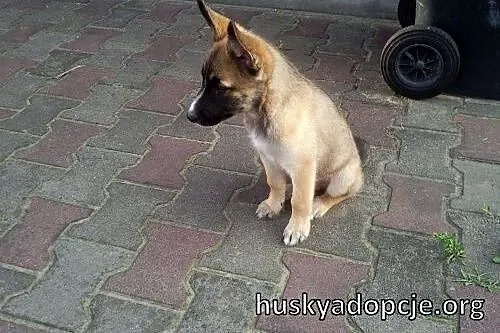 JOHNY- kochany szczeniak mix husky i owczarka do a