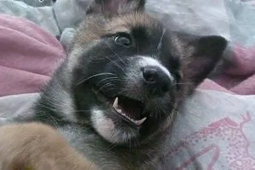 JOHNY- kochany szczeniak mix husky i owczarka do a