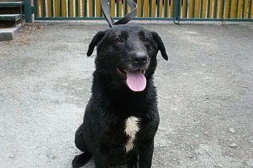 Arni - śliczny psiak od 5 lat czeka na dom