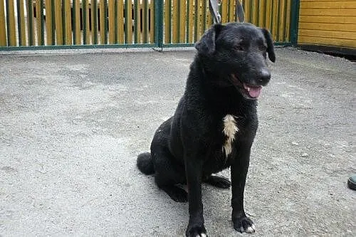 Arni - śliczny psiak od 5 lat czeka na dom