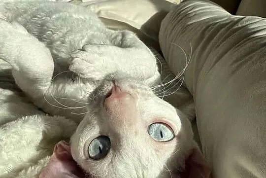 Cornish rex kocurek kotek, Wielkopolskie, Poznań