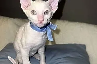 Cornish rex kocurek kotek, Wielkopolskie, Poznań