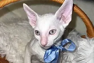 Cornish rex kocurek kotek, Wielkopolskie, Poznań