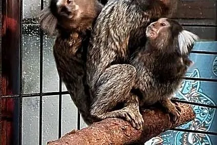 Uistiti białoucha (Callithrix jacchus) - młode, oswojone małpki, Śląskie, Katowice