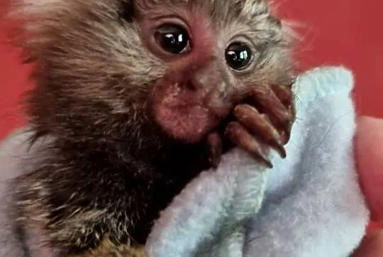 Uistiti białoucha (Callithrix jacchus) - młode, oswojone małpki, Śląskie, Katowice