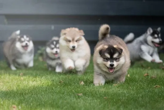 Szczenięta rasy Pomsky – gotowe do odbioru już teraz, , Bydgoszcz