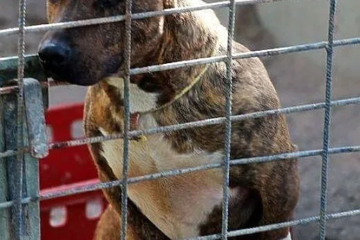 ZIOMEK piękny amstaff w wersji kompatkowej,  mazow