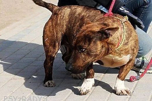 ZIOMEK piękny amstaff w wersji kompatkowej,  mazow