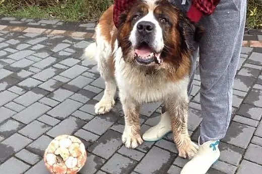 Barik towarzyski, energiczny BERNARDYN szuka domu,