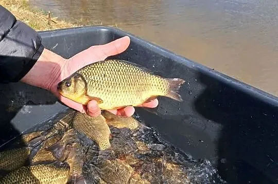 Karas pospolita/ złota
