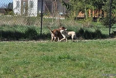 Timo - nieduży, bystry psiak szuka domu,  Kundelki