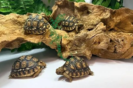 Żółw lamparci Żółwie lamparcie Białystok