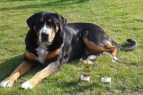 Duży szwajcarski pies rejestracji FCI, Cieszyn